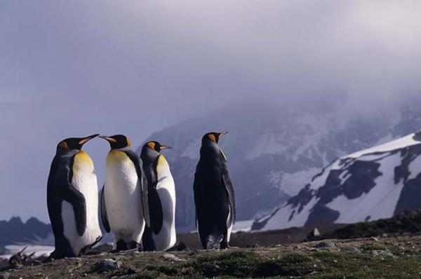 King penguins standing in bright sunshine