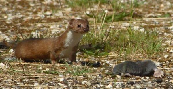 A weasel about to toy with a mole