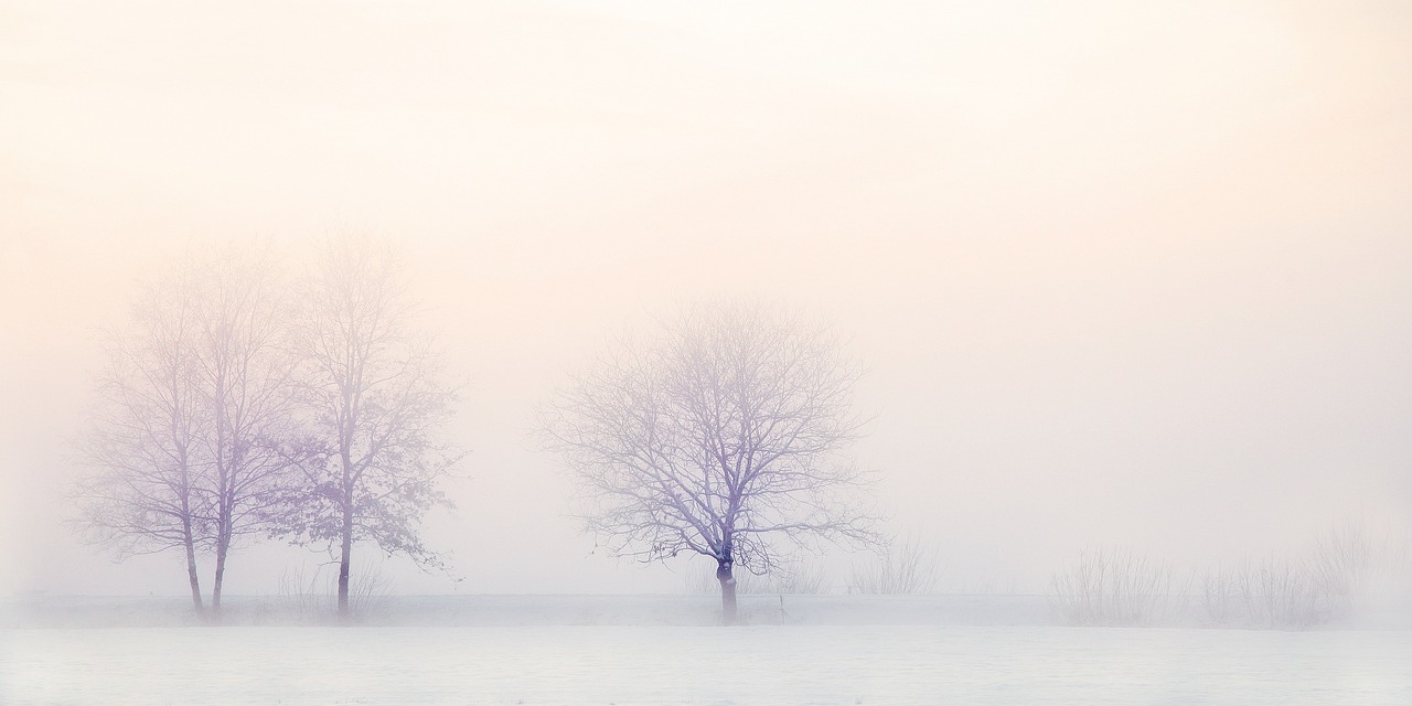 Winter landscape, trees in the snow