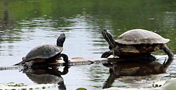 Turtles at Caddo, the only natural lake in Texas