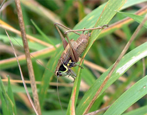 Metrioptera, a UK bush cricket