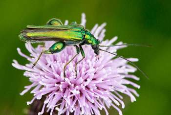 Thick kneed flower beetle, Oedemera lurida