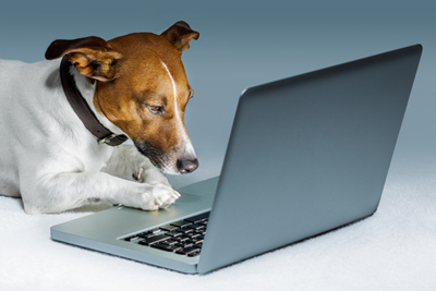 Dog using a computer and browsing the internet