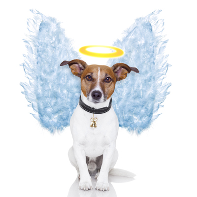 Angel dog feather wings aura