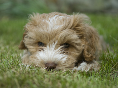 Small puppy laying in the grass in a park
