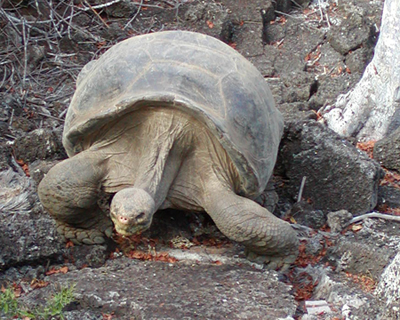 Lonesome George - famous Galapagos tortoise