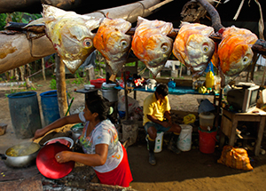 Red bellied piranha heads drying