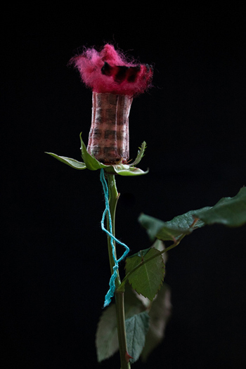 A tampon flower against a black background