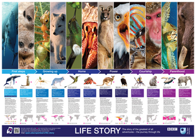 An image of the free poster that was produced for the BBC One series Life Story.