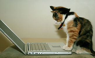 A cat looking at a laptop 