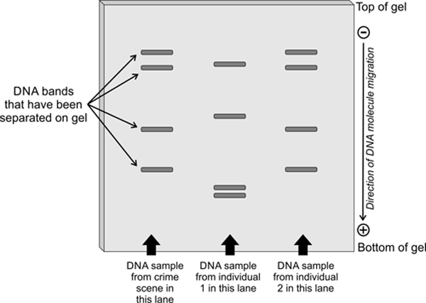 Diagram shows that there are three lanes on the gel - the DNA sample from the crime, the DNA sample from individual 1 and the DNA sample from individual 2. The bands in the DNA separate on the gel, allowing you to see similarities and differences between the three lanes. 