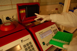 Image of scientist placing a strip of eight PCR tubes, each containing a reaction mixture, into the thermal cycler