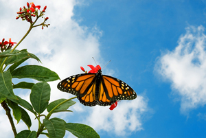 A monarch butterfly on a blue sky background