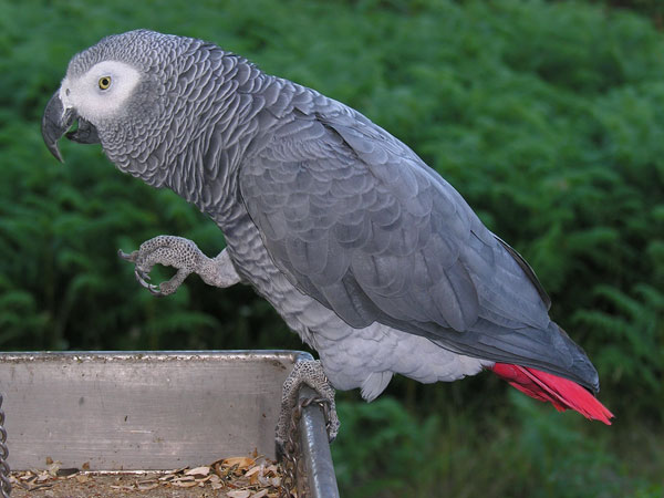 A grey parrot