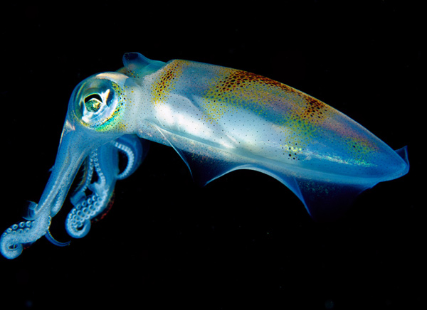 Do cephalopods have consciousness?