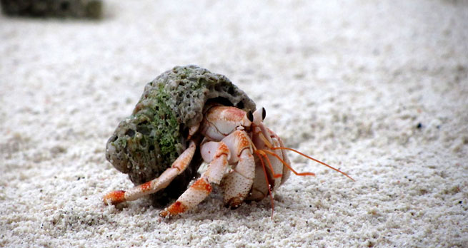 Juvenile Strawberry Land Hermit Crab