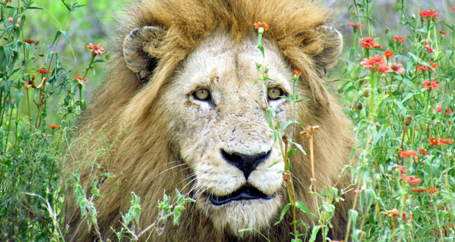 A lion on the Djuma Game Reserve, South Africa