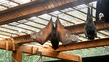 Bats hanging upside down from mesh, Columbus Zoo