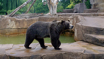 Alaskan Brown Bear at Milwaukee Zoo