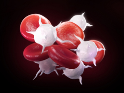 Digital illustration of red and white blood cells