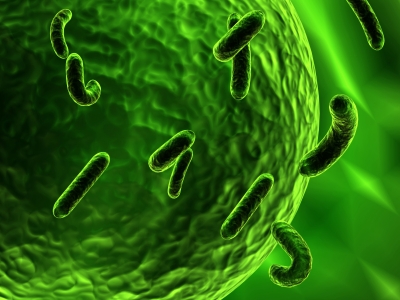 Bacteria Attacking a Cell