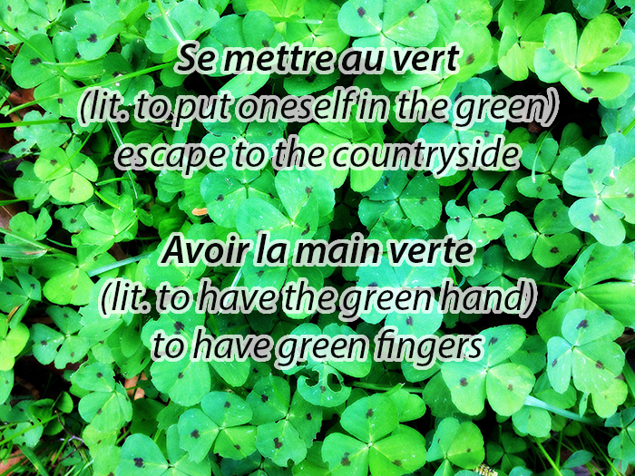 Image of leaves with French idioms concerning the colour green written across the image
