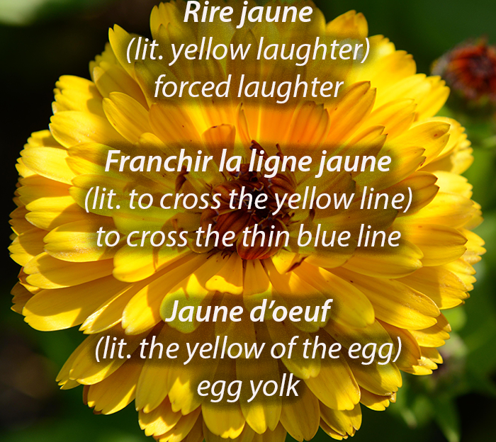 Image of a yellow flower with French idioms concerning the colour yellow written across the image