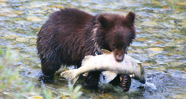 Bear cub with fish