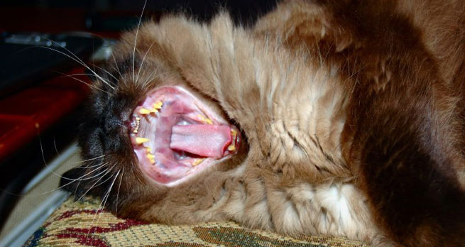 Cat with teeth coloured yellow due to  tetracycline 