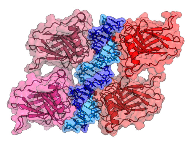 Crystal structure of four p53 DNA binding domains (as found in the bioactive homo-tetramer) attached to the DNA binding site.