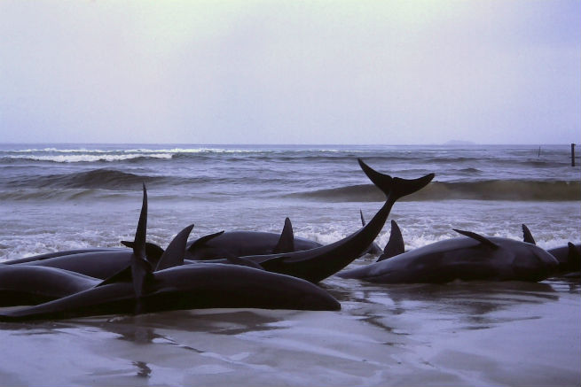 Part of a pod of false killer whales that became stranded at Town Beach, Augusta, in Flinders Bay, Western Australia, at the end of July 1986