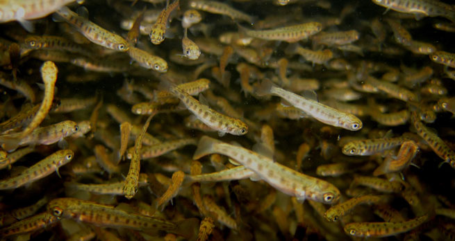 Trout fry in a tank