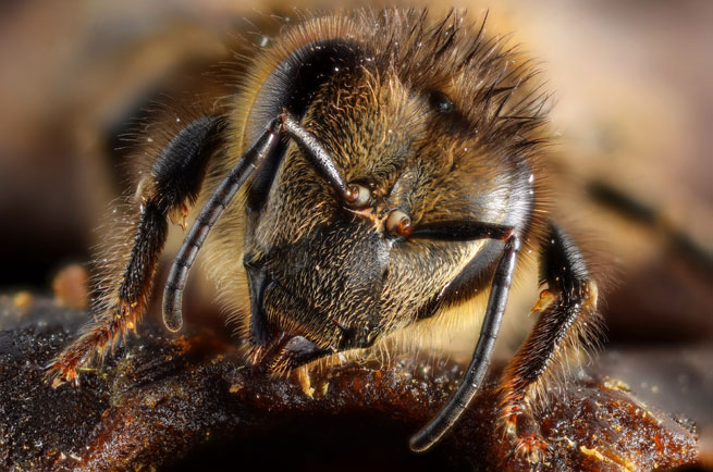 Honey bee (Apis melifera)