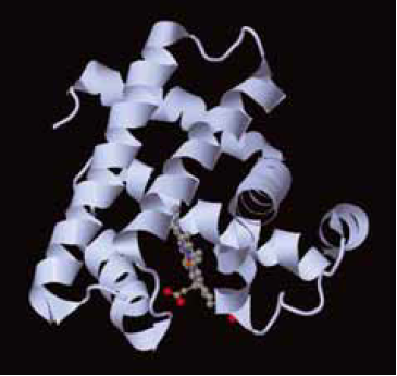 The higher-order structure of myoglobin, showing the large α-helical content of the protein. The haem is shown in so-called a ball and stick representation.