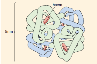 The quaternary structure of haemoglobin. 