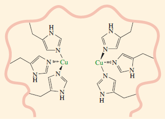 Active site of deoxyhaemocyanin. 