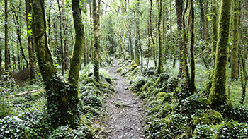 Path in the Dromore Wood Nature Reserve, County Clare, Ireland