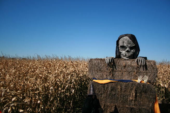Death peeks over a sign in a cornfield. Or possibly a plastic skeleton at halloween.