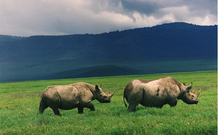 Black rhinos in crater