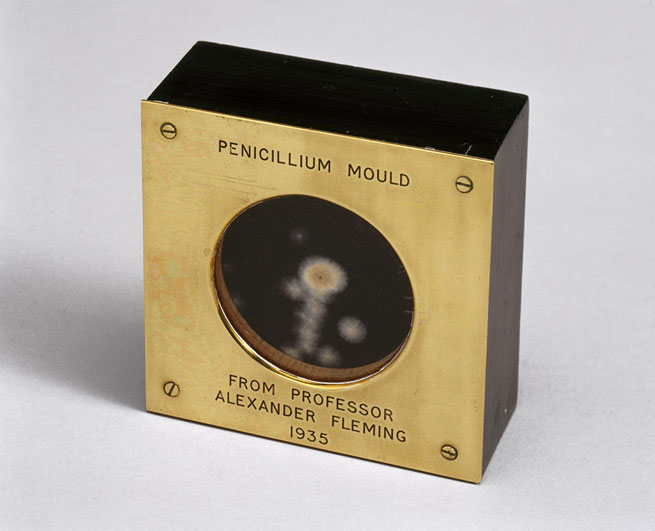 Sample of penicillin mould presented by Alexander Fleming to Douglas Macleod, 1935