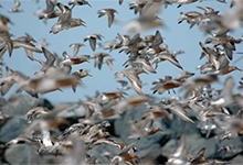 Flock of red knot birds