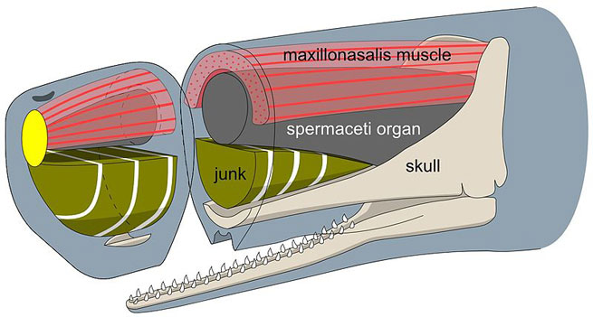 The anatomy of a sperm whale's head