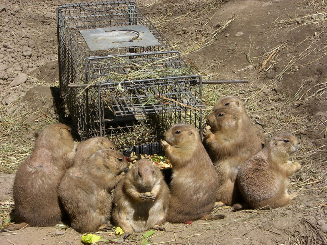 Prairie dogs break for lunch