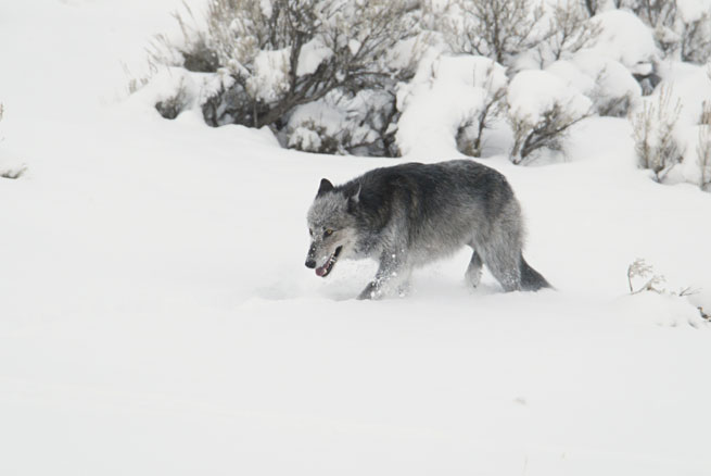 A female wolf in the snow