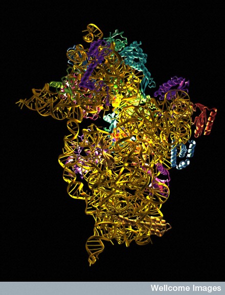 Antibiotic binding to a ribosome