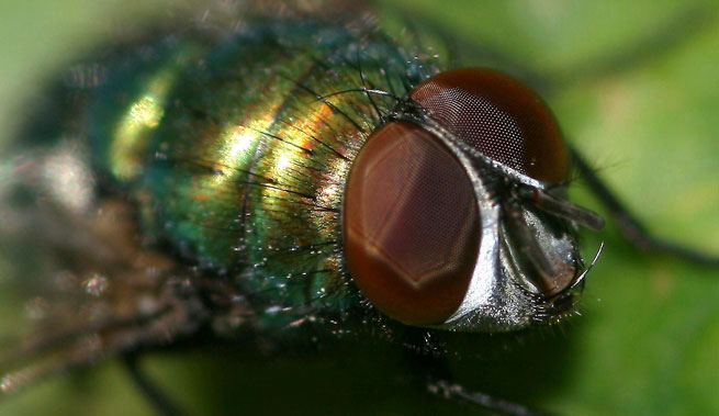 Greenbottle Lucilia sericata
