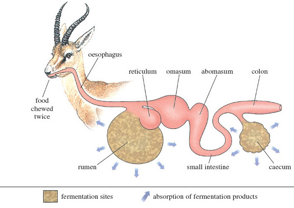 A ruminant's stomach