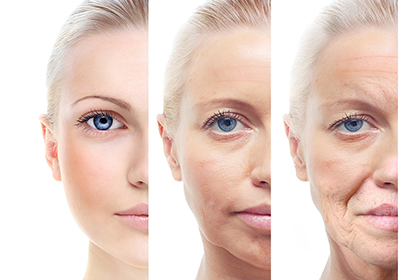 The female ageing process