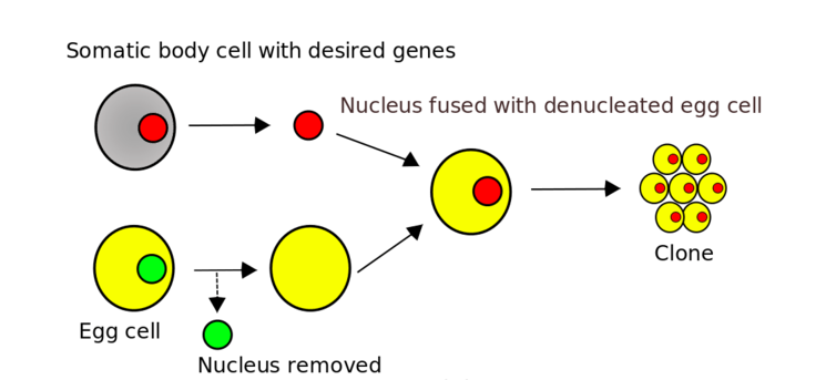 Graphic depiction of cloning as described in the article