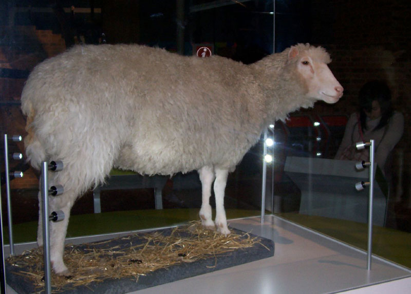 Dolly The Sheep: What happened next? - OpenLearn - Open University